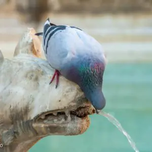 Siena - Dolcevita.no