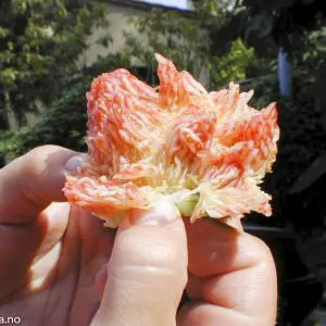 Volterra - Dolcevita.no