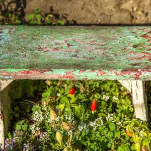 Chili - Peperita - Dolcevita.no