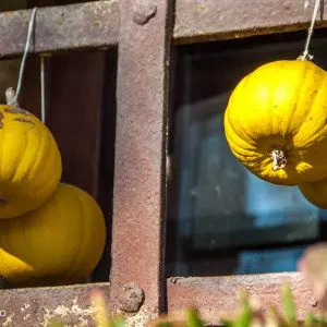 Chili - Peperita - Dolcevita.no