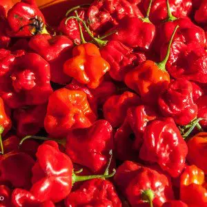 Chili - Peperita - Dolcevita.no