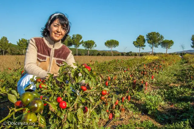 Chili - Peperita - Dolcevita.no