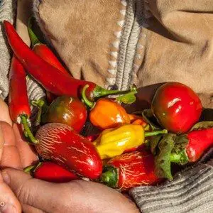 Peperita - Chili - Dolcevita.no