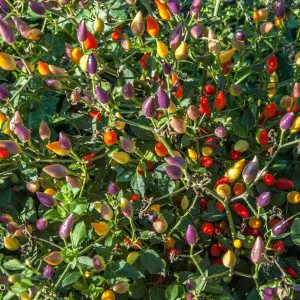 Chili - Peperita - Dolcevita.no