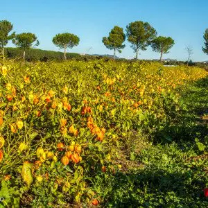 Chili - Peperita - Dolcevita.no