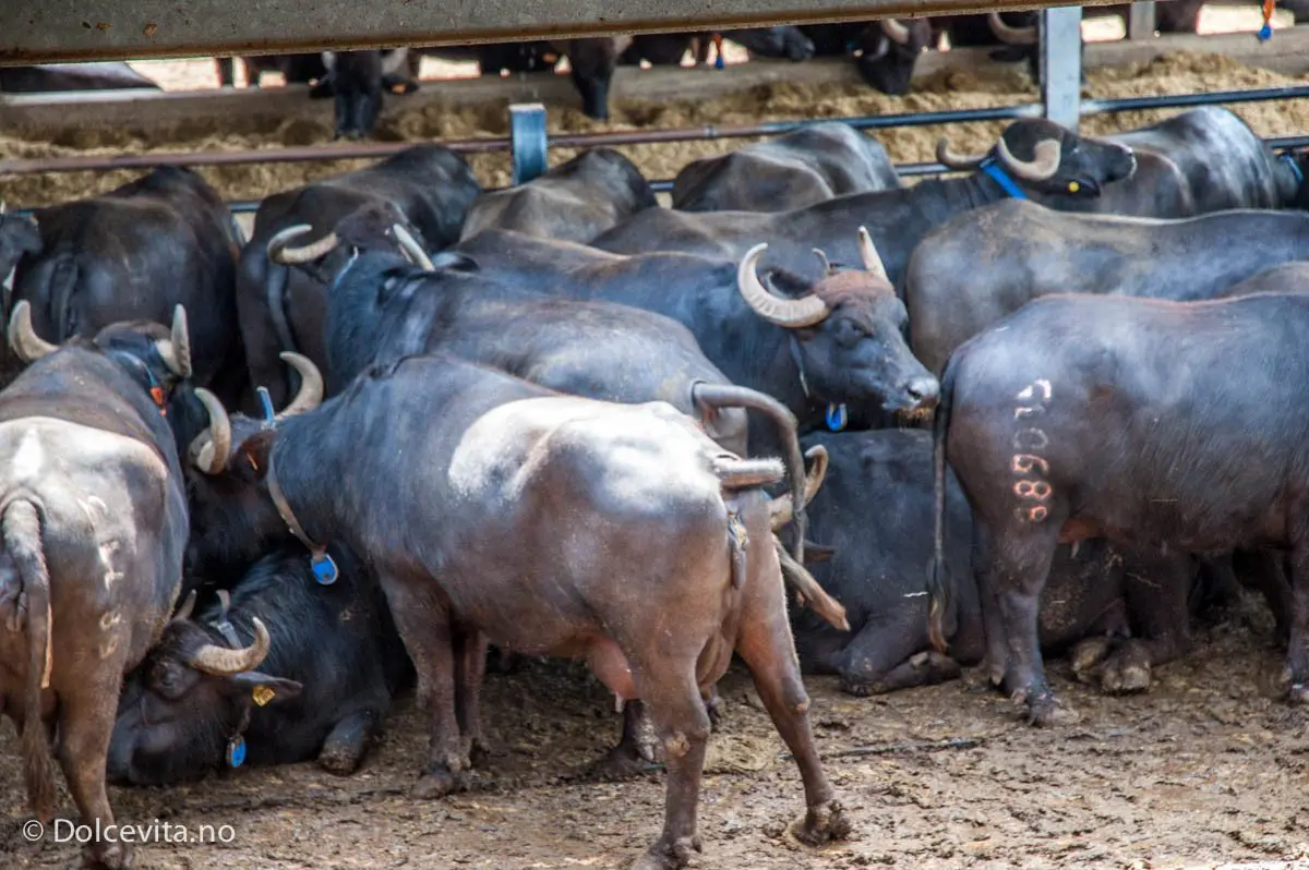 Paestum - Dolcevita.no Paestum - Dolcevita.no