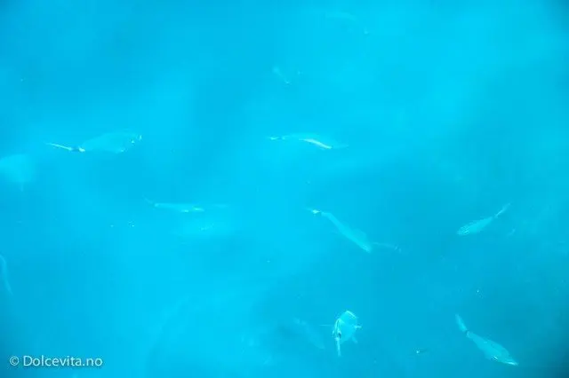 Aquafredda - Dolcevita.no