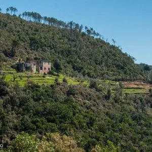 gård med vinranker og trær