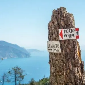 Trestubbe med skilt for veivisning