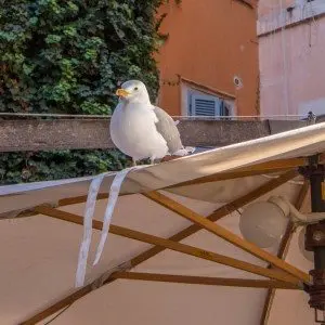 Trastevere - Roma - Dolcevita.no