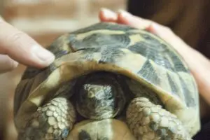 Skilpadde